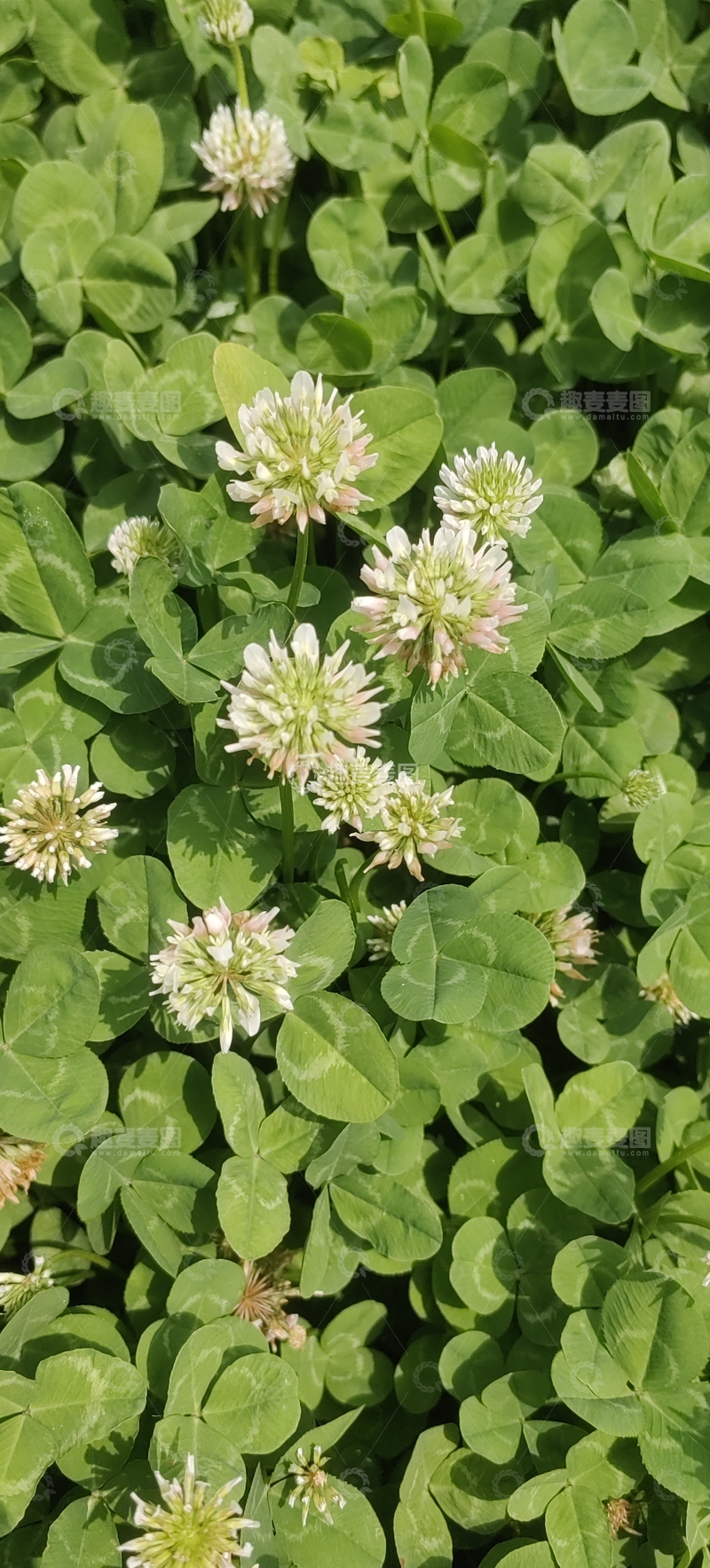 高清大图下载【趣麦麦图】白车轴草花朵花卉花球绿叶花丛