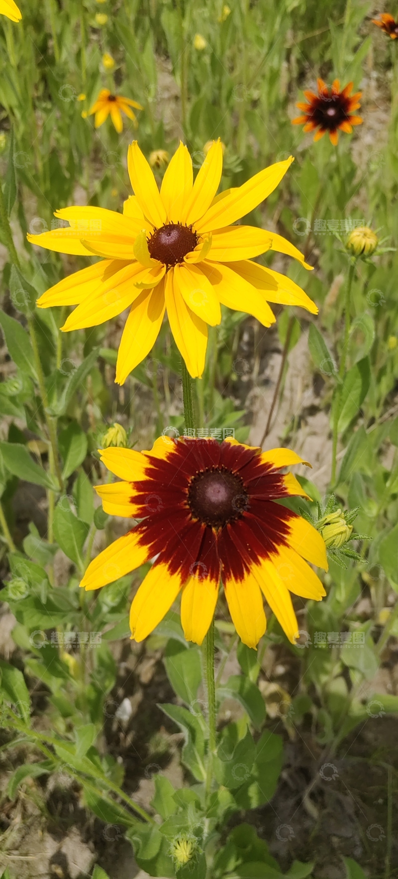 高清大图下载【趣麦麦图】黑心菊菊花花朵花卉花瓣花蕊花丛