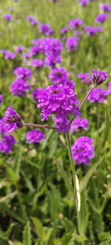 薰衣草花朵花卉花球植物花丛