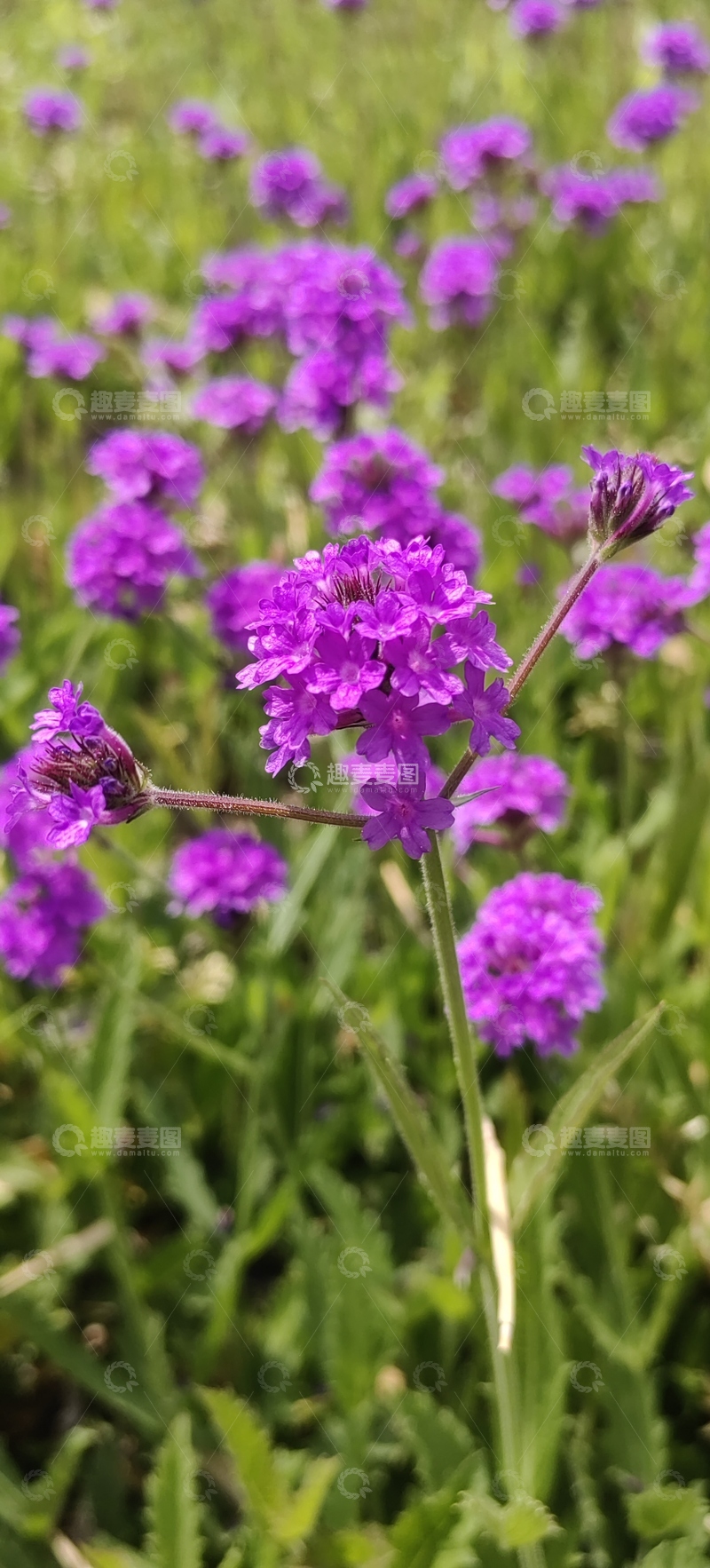 高清大图下载【趣麦麦图】薰衣草花朵花卉花球植物花丛