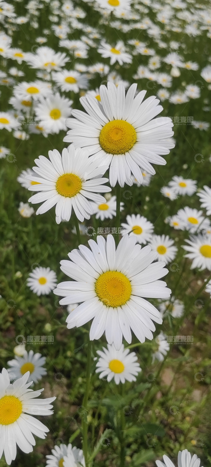 高清大图下载【趣麦麦图】滨菊菊花花朵花卉花瓣花蕊花丛
