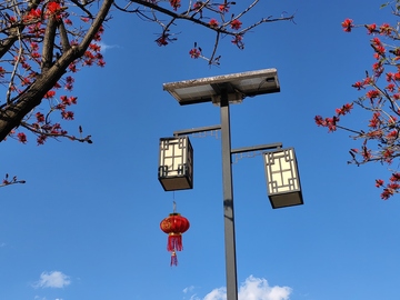 路灯红灯笼照明刺桐树木花朵