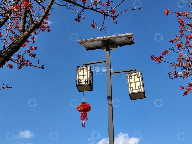 高清大图下载【趣麦麦图】路灯红灯笼照明刺桐树木花朵