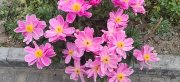 粉色芍药花花朵花卉花瓣花蕊绿叶