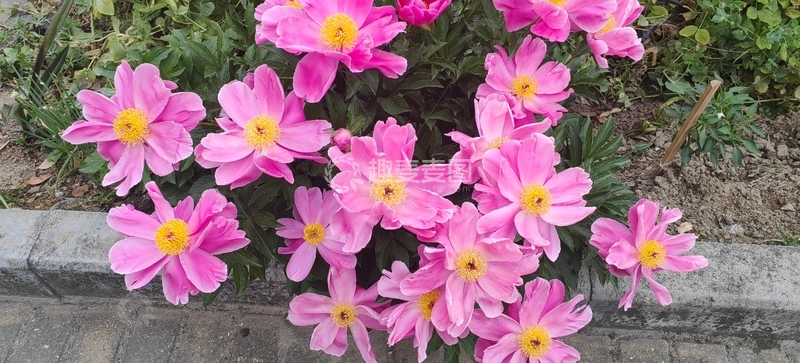 高清大图下载【趣麦麦图】粉色芍药花花朵花卉花瓣花蕊绿叶