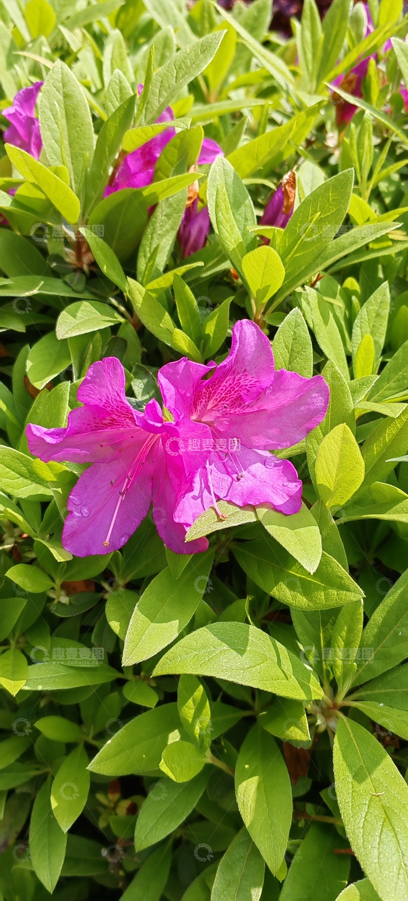 高清大图下载【趣麦麦图】杜鹃花映山红花朵花卉绿叶花丛