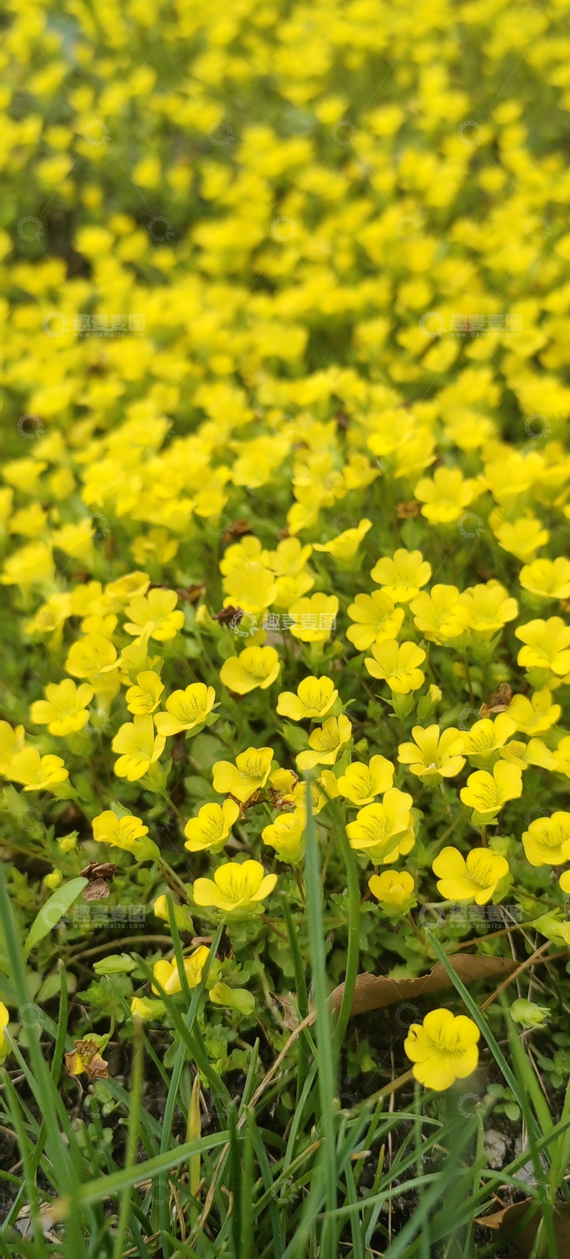高清大图下载【趣麦麦图】伏胁花花朵花卉花丛草丛植物