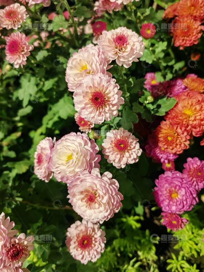 高清大图下载【趣麦麦图】牡丹菊富贵菊菊花花朵花卉花丛