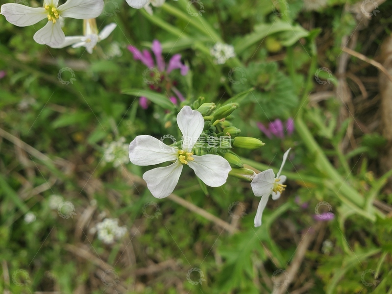 高清大图下载【趣麦麦图】萝卜花莱菔花花朵花卉花瓣花蕊