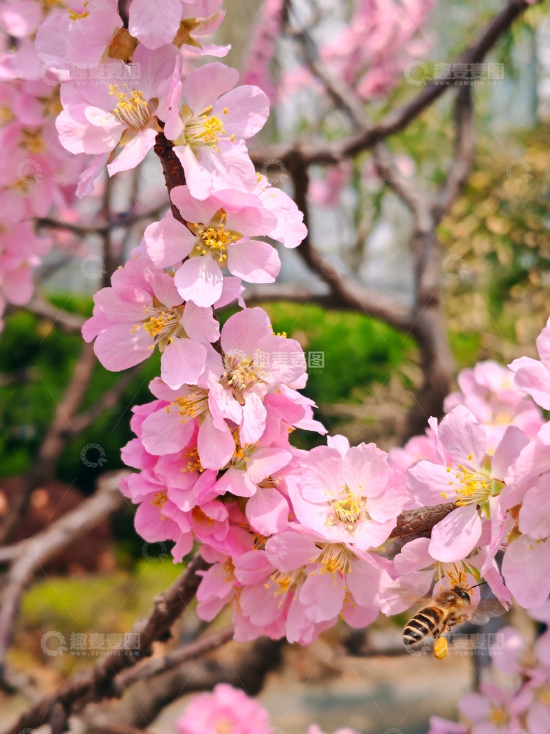 高清大图下载【趣麦麦图】春日樱花盛开采蜜忙