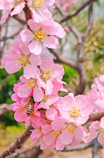 春日樱花蜜蜂采蜜美景