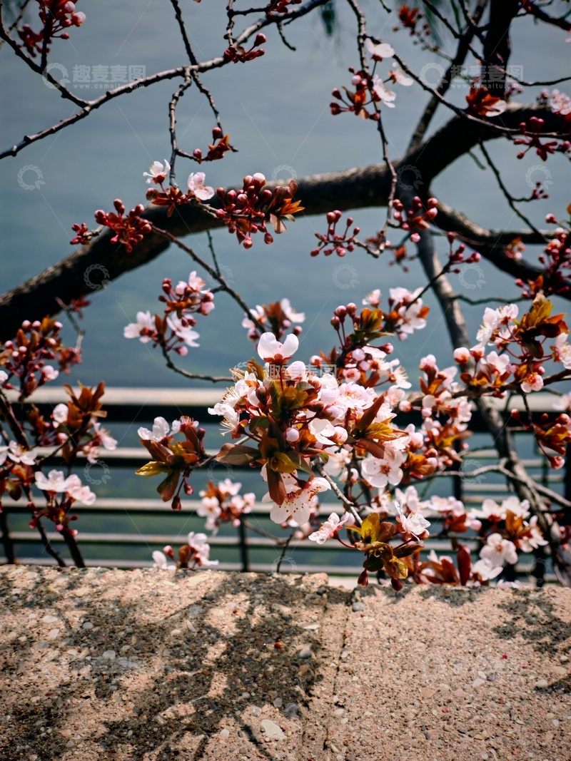 高清大图下载【趣麦麦图】春日花开栏杆外