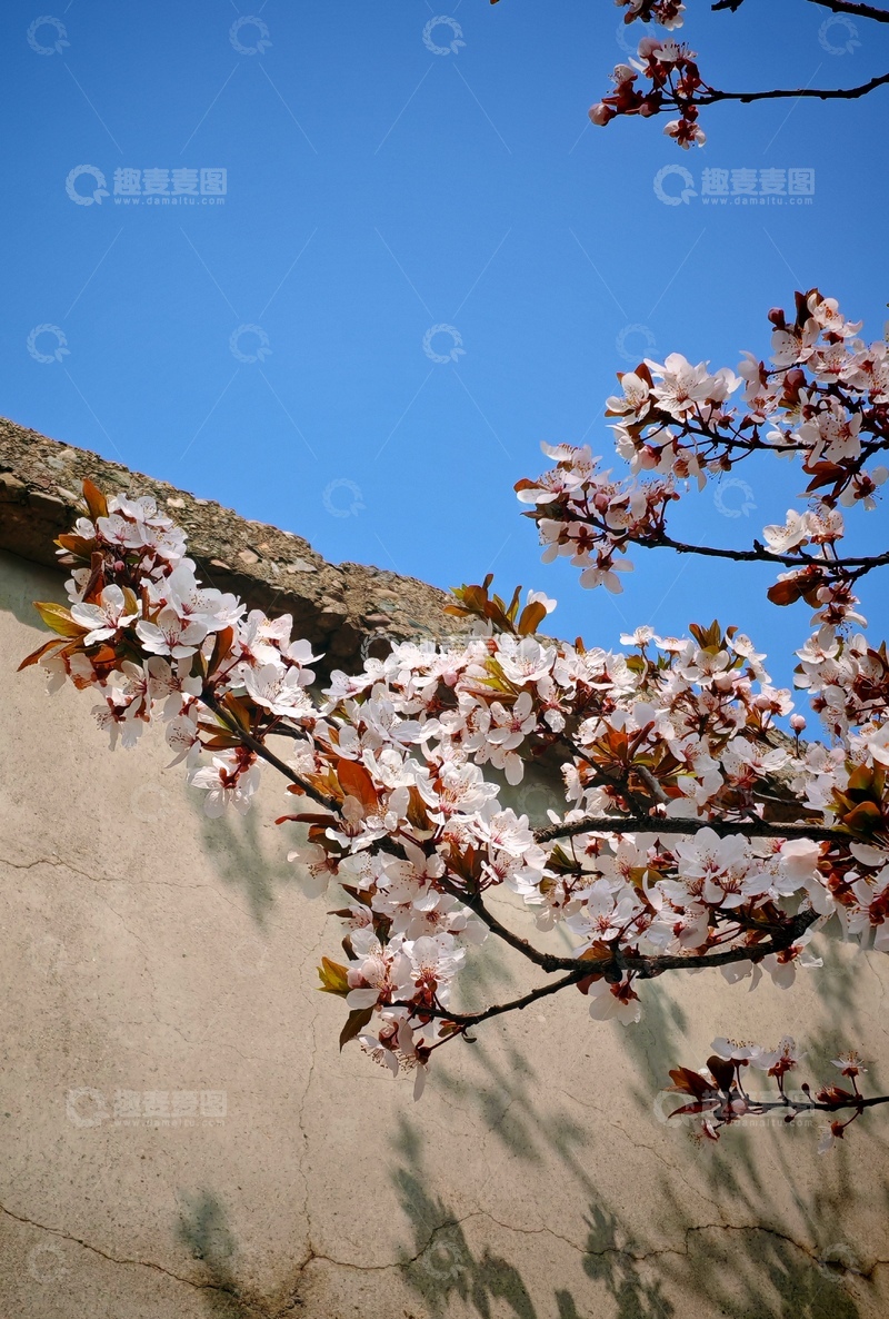 高清大图下载【趣麦麦图】春日樱花墙景