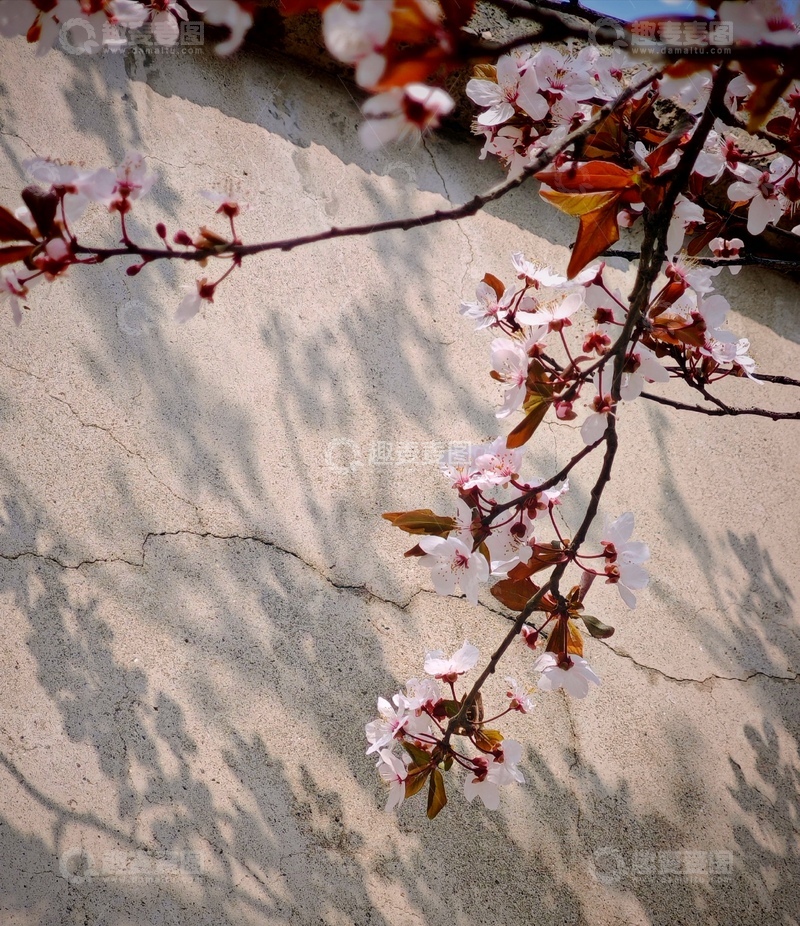 高清大图下载【趣麦麦图】花开石墙春光美