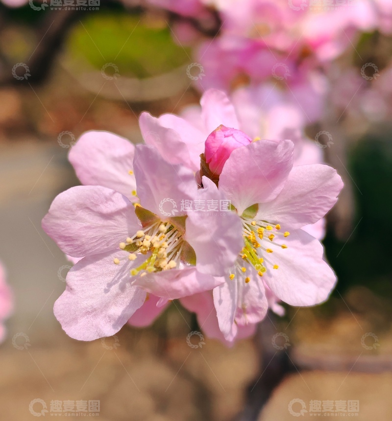 高清大图下载【趣麦麦图】樱花盛开春日美景特写摄影