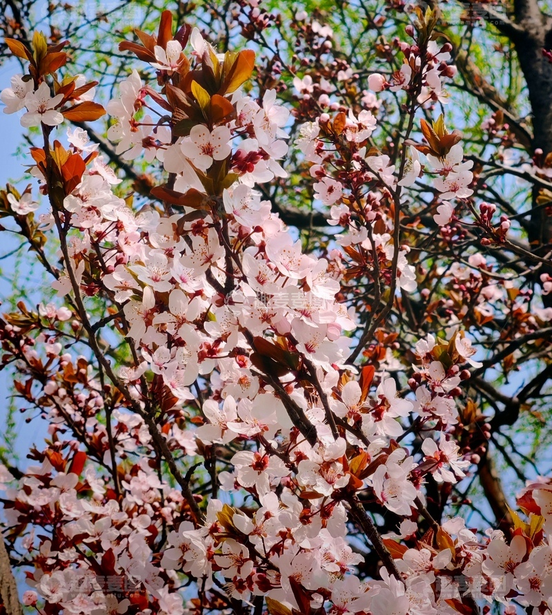 高清大图下载【趣麦麦图】春日樱花绽放美景32