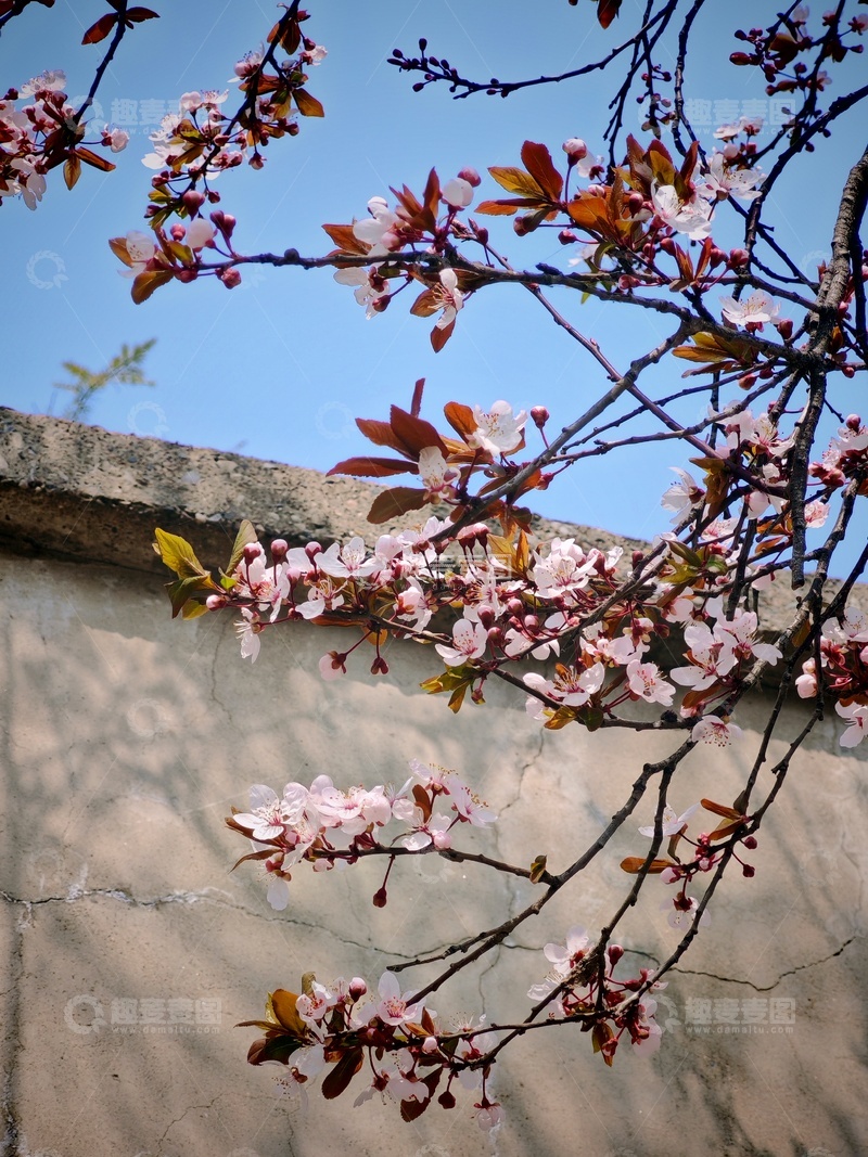 高清大图下载【趣麦麦图】春天杏花盛开墙边美景