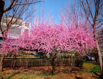 春光烂漫粉红花朵盛开美景