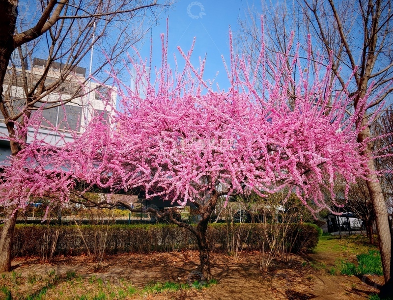 高清大图下载【趣麦麦图】春光烂漫粉红花朵盛开美景
