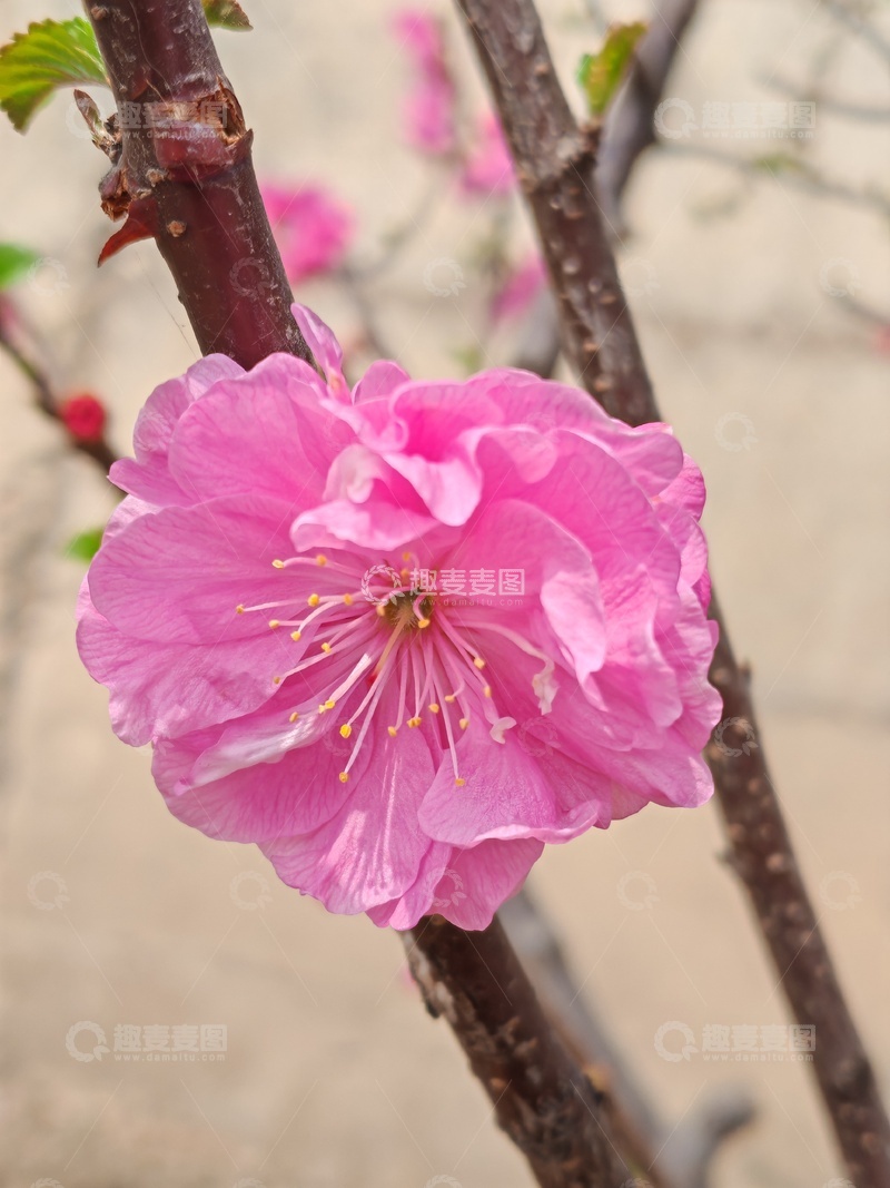 高清大图下载【趣麦麦图】粉色桃花盛开美景