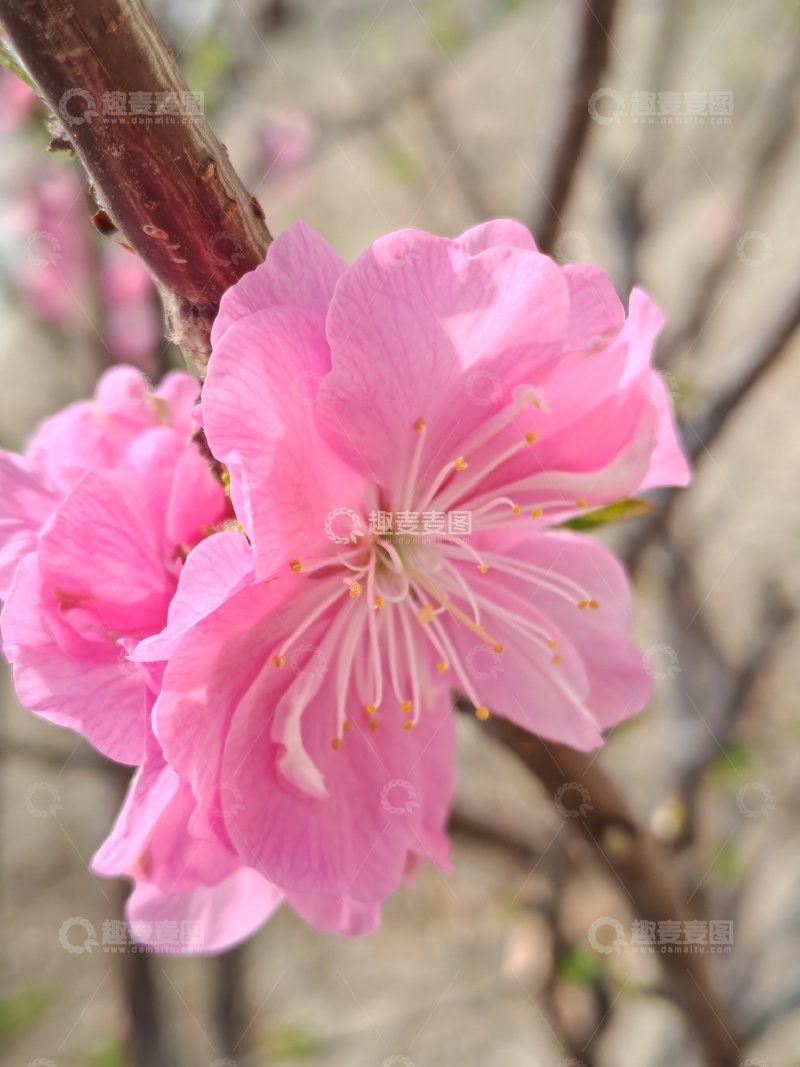 高清大图下载【趣麦麦图】春日桃花绽放美景