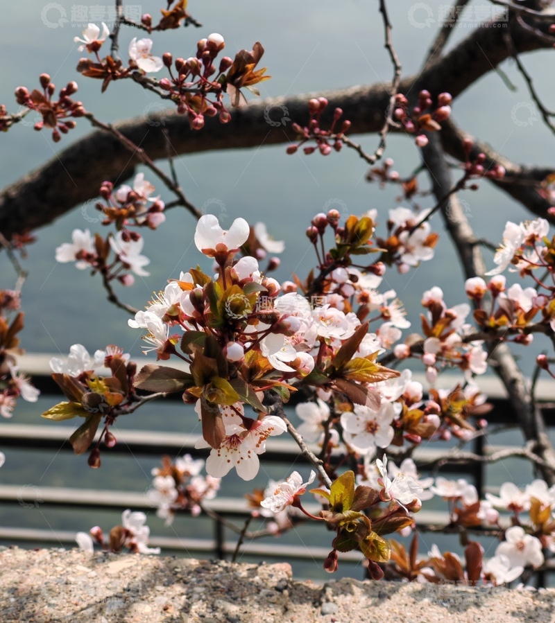高清大图下载【趣麦麦图】春日樱花盛开自然摄影
