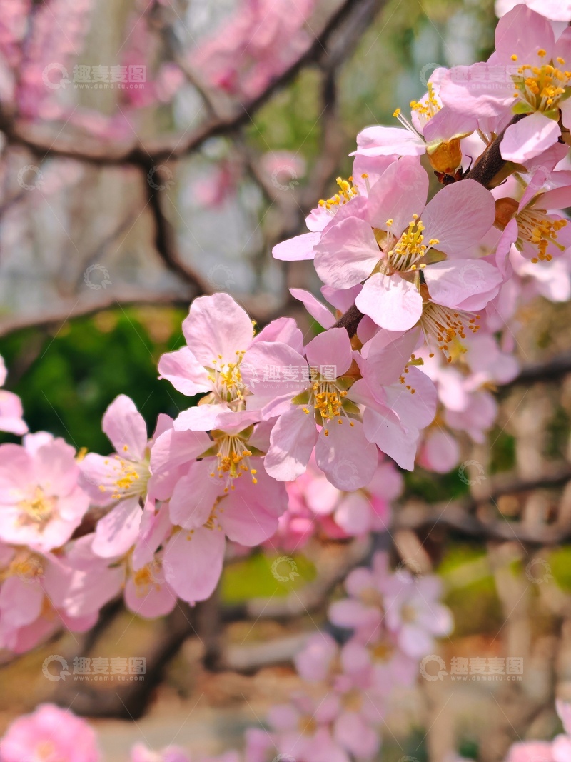 高清大图下载【趣麦麦图】春日樱花盛开美景摄影图片7