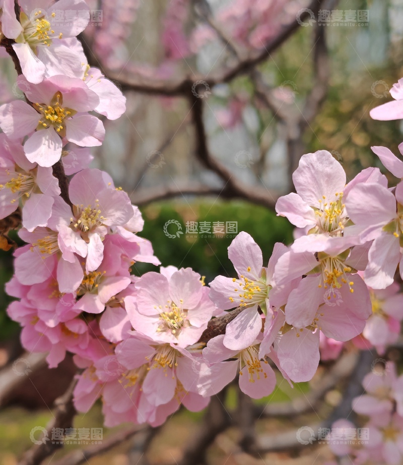 高清大图下载【趣麦麦图】樱花盛开春日美景摄影图片