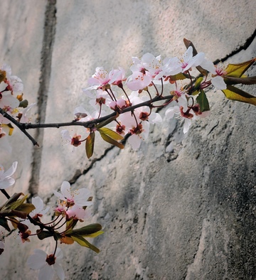 春暖花开樱花盛开
