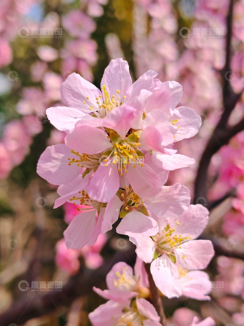 高清大图下载【趣麦麦图】樱花盛开春光烂漫摄影图片