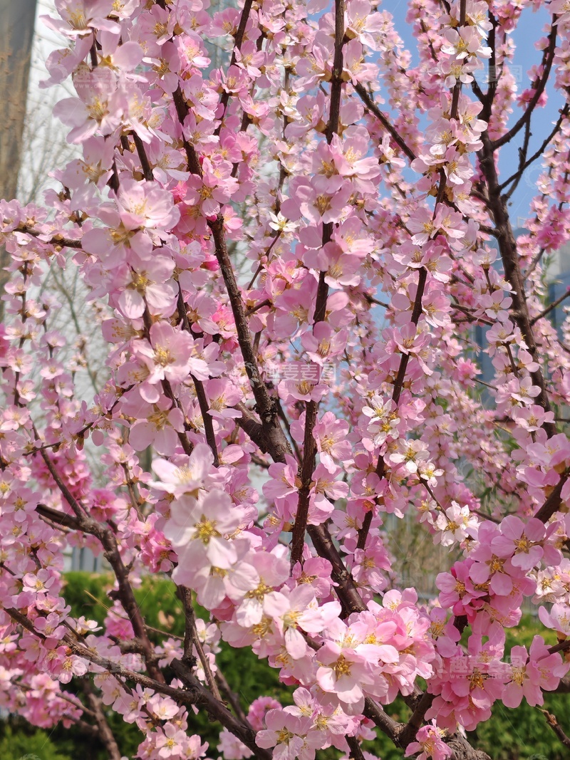 高清大图下载【趣麦麦图】樱花盛开春日美景摄影图片
