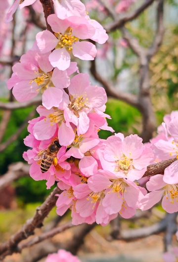 春日樱花蜜蜂采蜜美景摄影