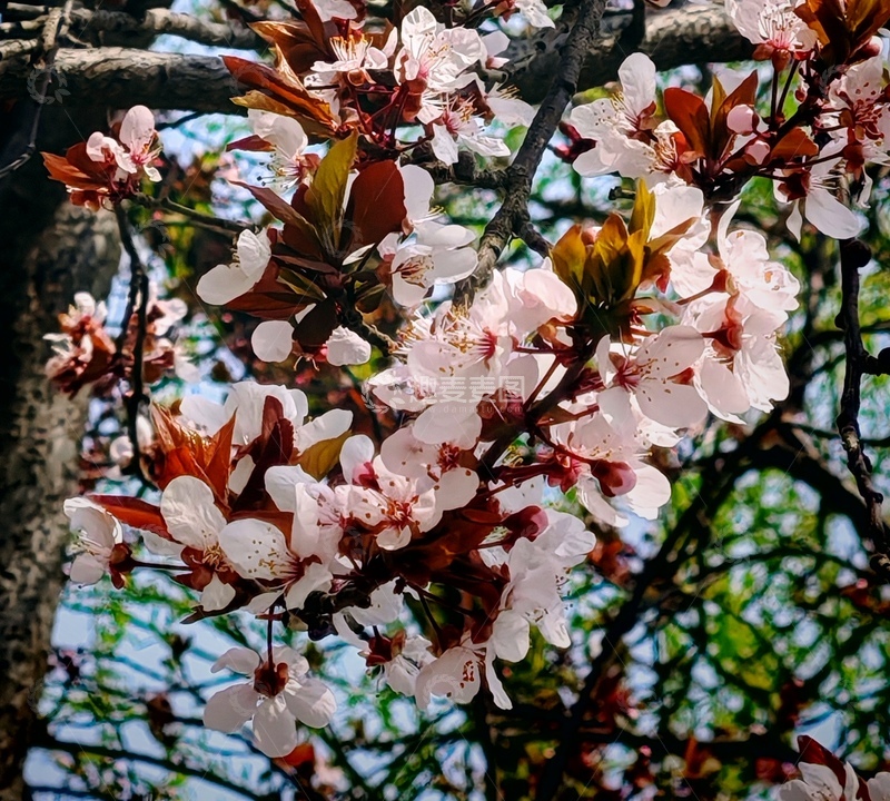 高清大图下载【趣麦麦图】春日樱花绽放美景0