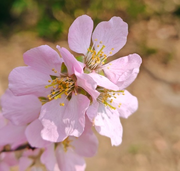 春花烂漫粉红花瓣