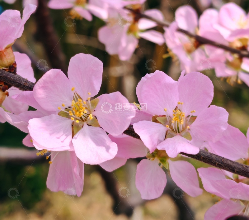 高清大图下载【趣麦麦图】春日樱花盛开美景摄影图片5