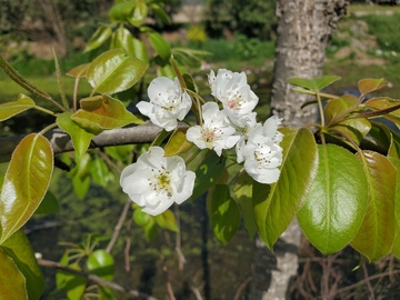 梨花花朵花卉绿叶树叶叶子树枝