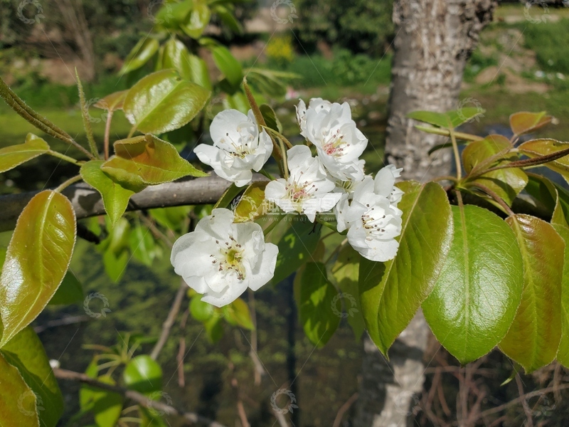 高清大图下载【趣麦麦图】梨花花朵花卉绿叶树叶叶子树枝