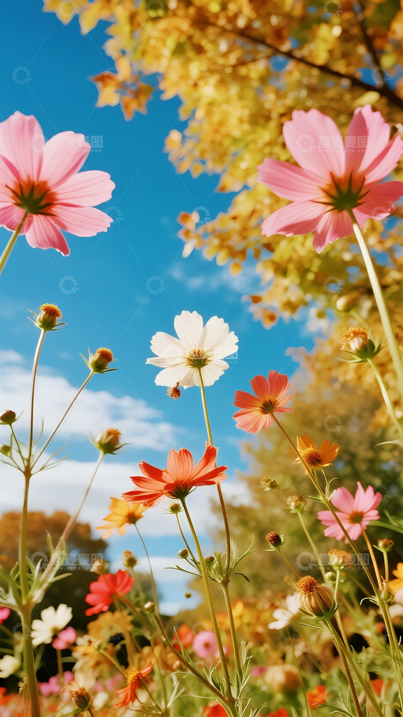 高清大图下载【趣麦麦图】五彩斑斓的花草9