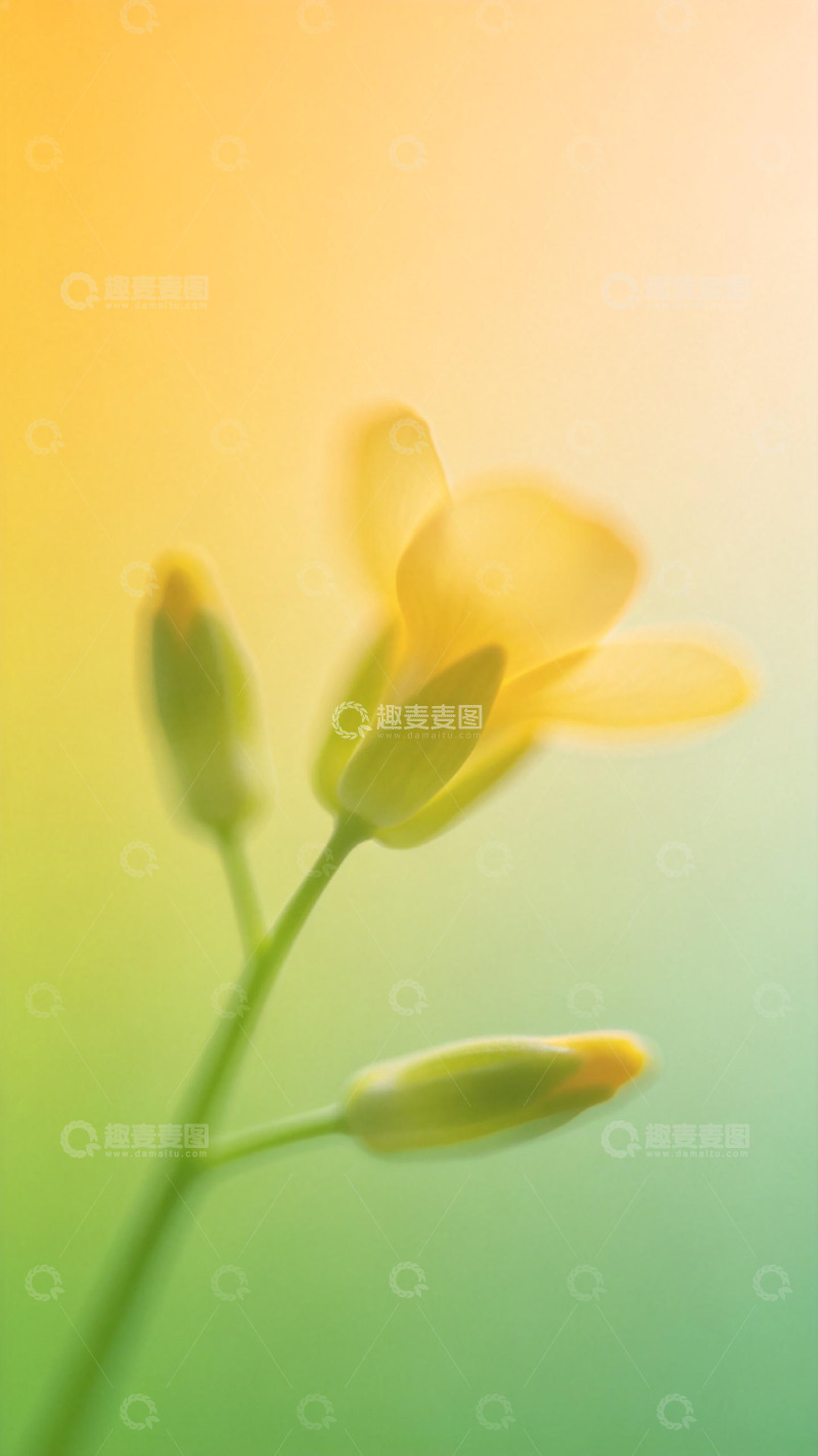 高清大图下载【趣麦麦图】淡雅花影渐变艺术摄影