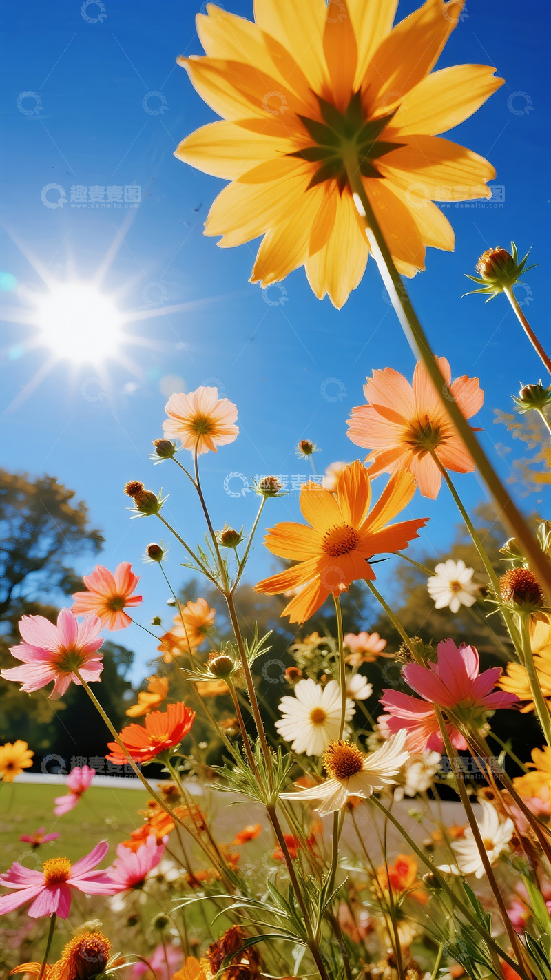 高清大图下载【趣麦麦图】五彩斑斓的花草8