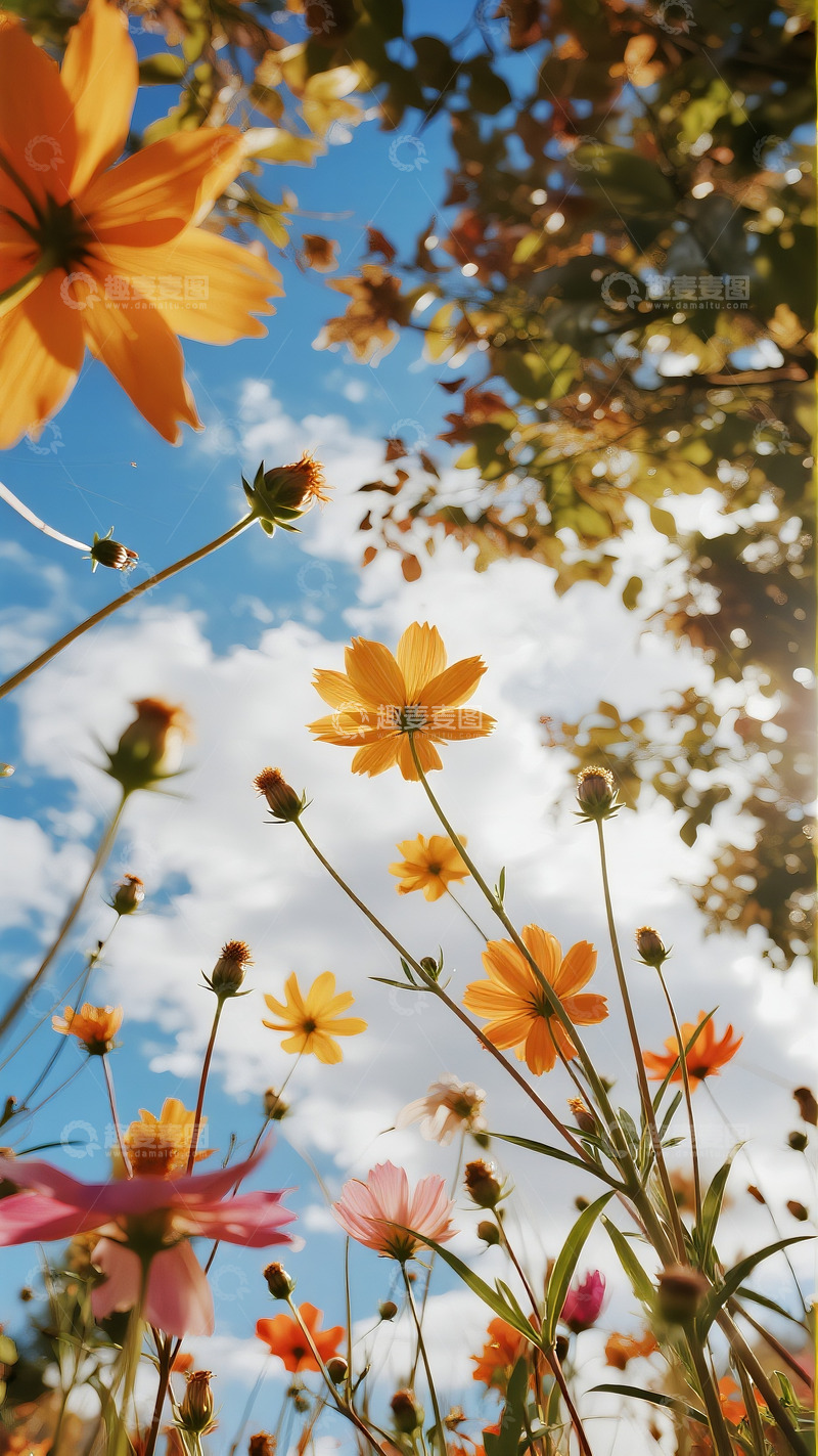 高清大图下载【趣麦麦图】五彩斑斓的花草2