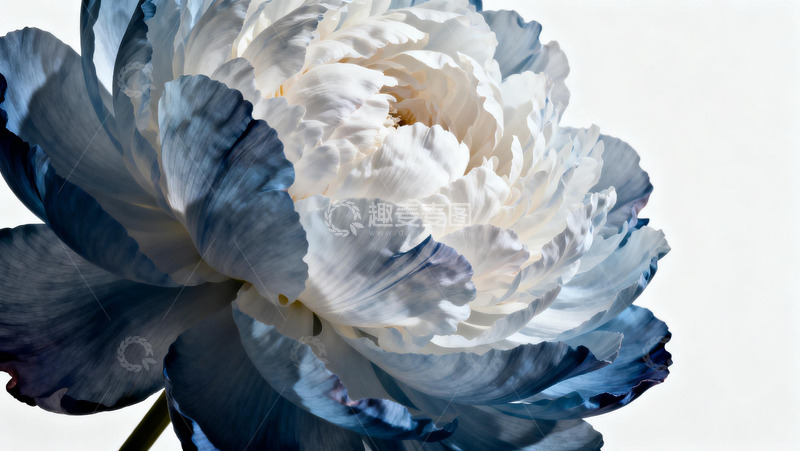 高清大图下载【趣麦麦图】蓝白牡丹特写摄影