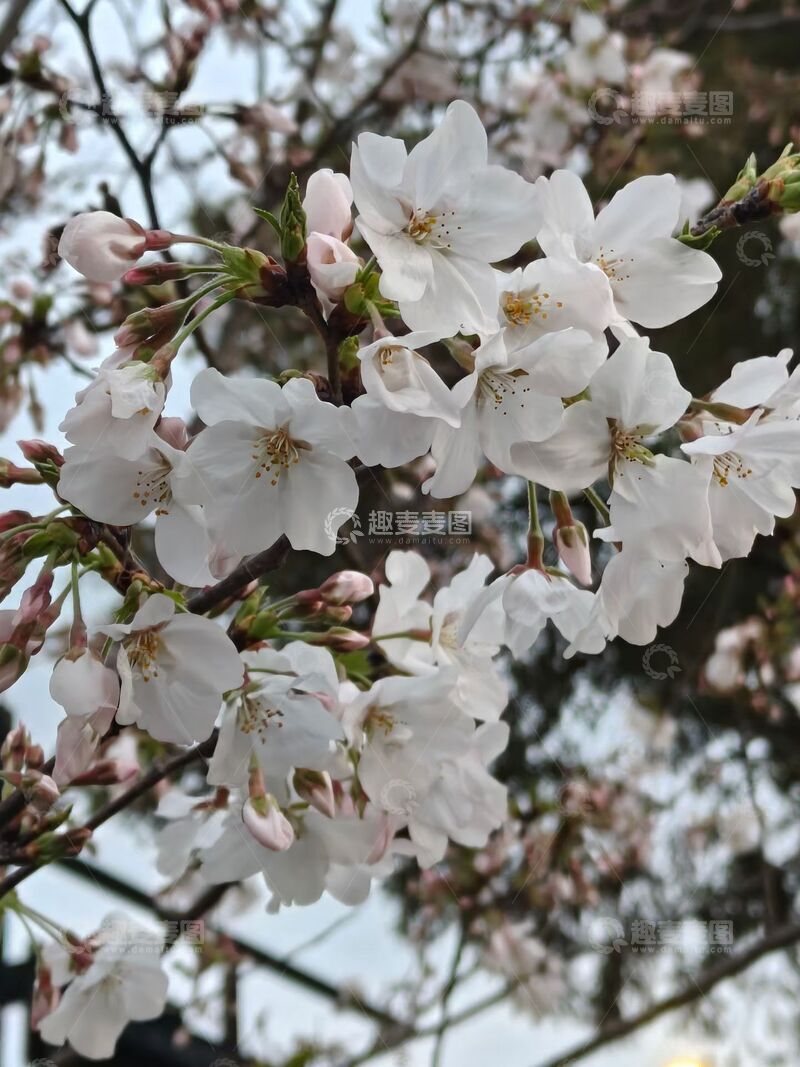 高清大图下载【趣麦麦图】杏花花朵花卉花瓣花苞花枝树枝