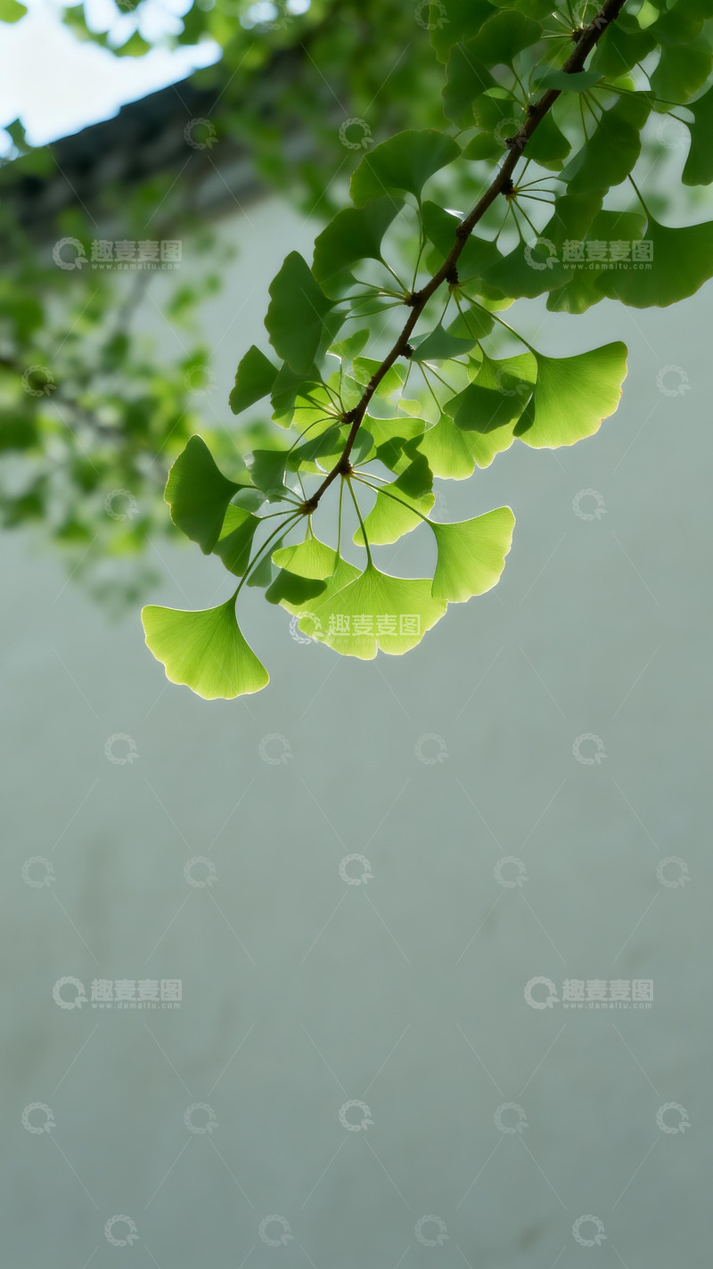 高清大图下载【趣麦麦图】银杏树枝仰拍4