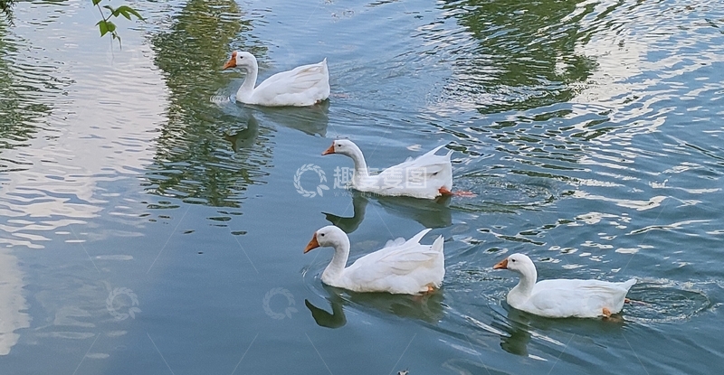 高清大图下载【趣麦麦图】鸭子戏水湖面风光