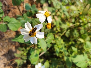 自然野花蜜蜂采蜜