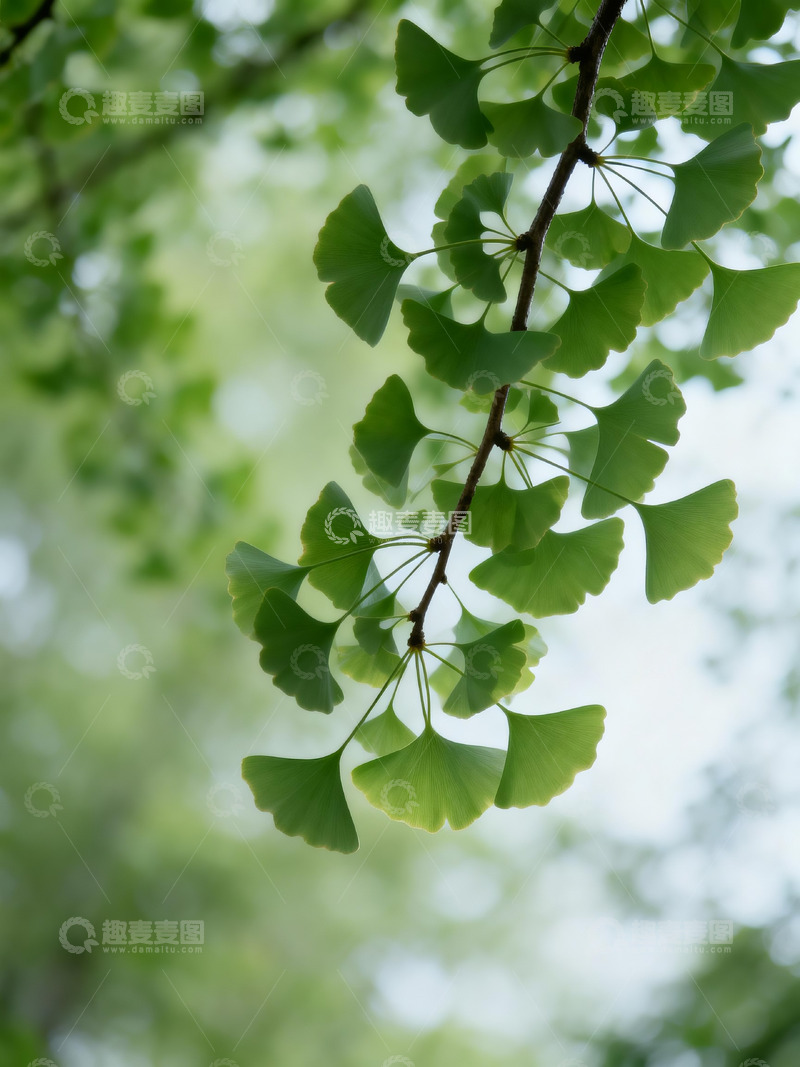 高清大图下载【趣麦麦图】银杏树枝仰拍3
