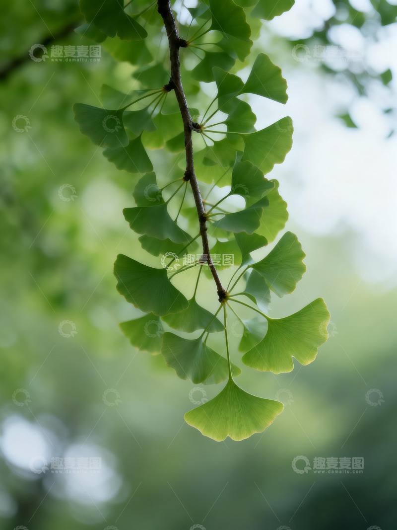 高清大图下载【趣麦麦图】银杏树枝仰拍6