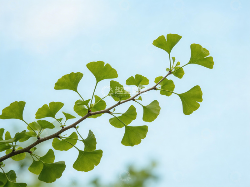 高清大图下载【趣麦麦图】银杏树枝仰拍7