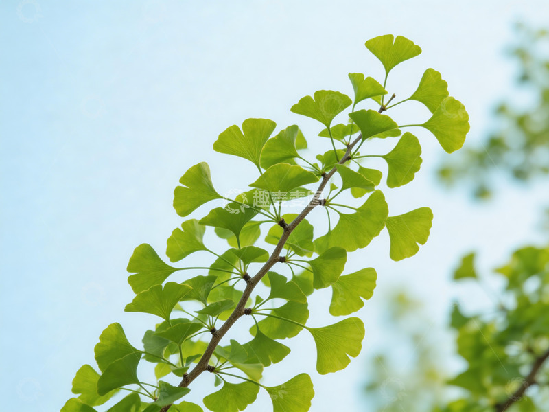 高清大图下载【趣麦麦图】银杏树枝仰拍5